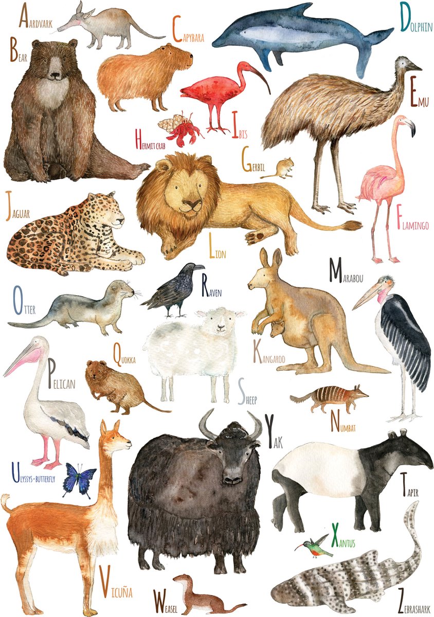 Dieren ABC (NL) | Voor Baby- & Kinderkamer | Geproduceerd in NL | Eigen Ontwerp | Hartendief Design