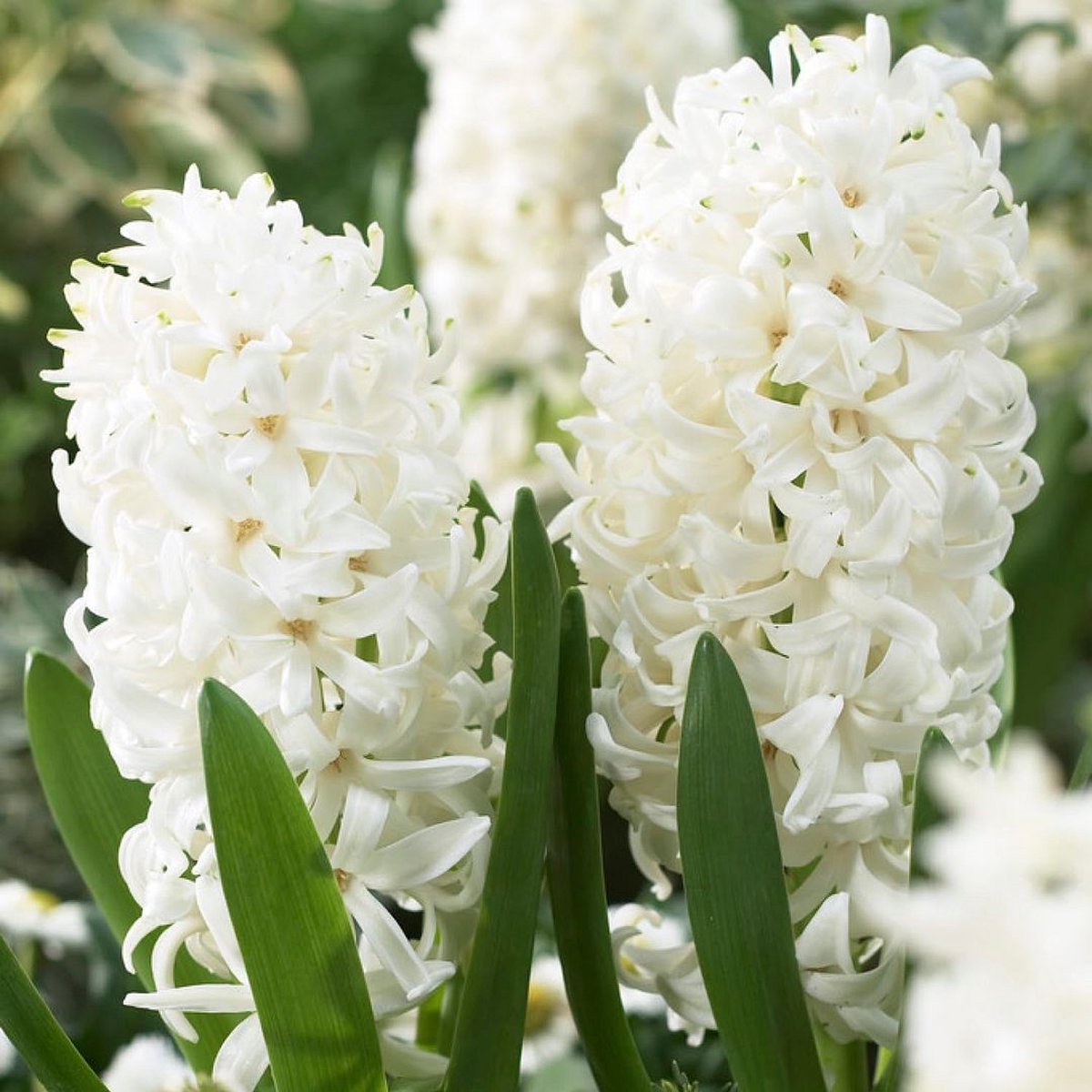 Hyacint Bloembollen Winterhard - Hyacinthus - White Pearl - 15 stuks - Wit - Bloem bollen Mix Meerjarig