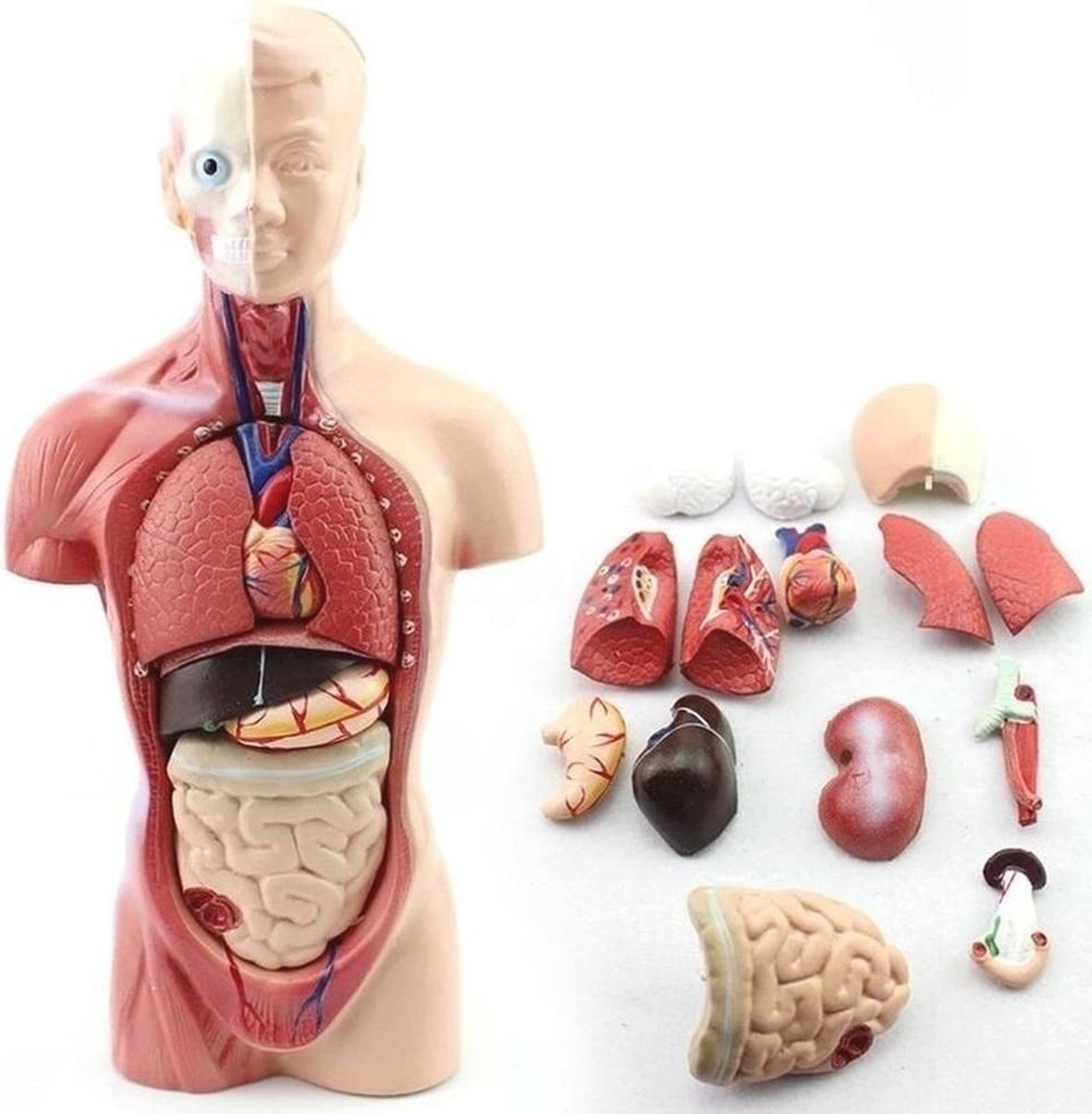 Menselijk Anatomie Model Met 15 Verwijderbare Onderdelen - Educatief Lichaamsmodel voor Medische School
