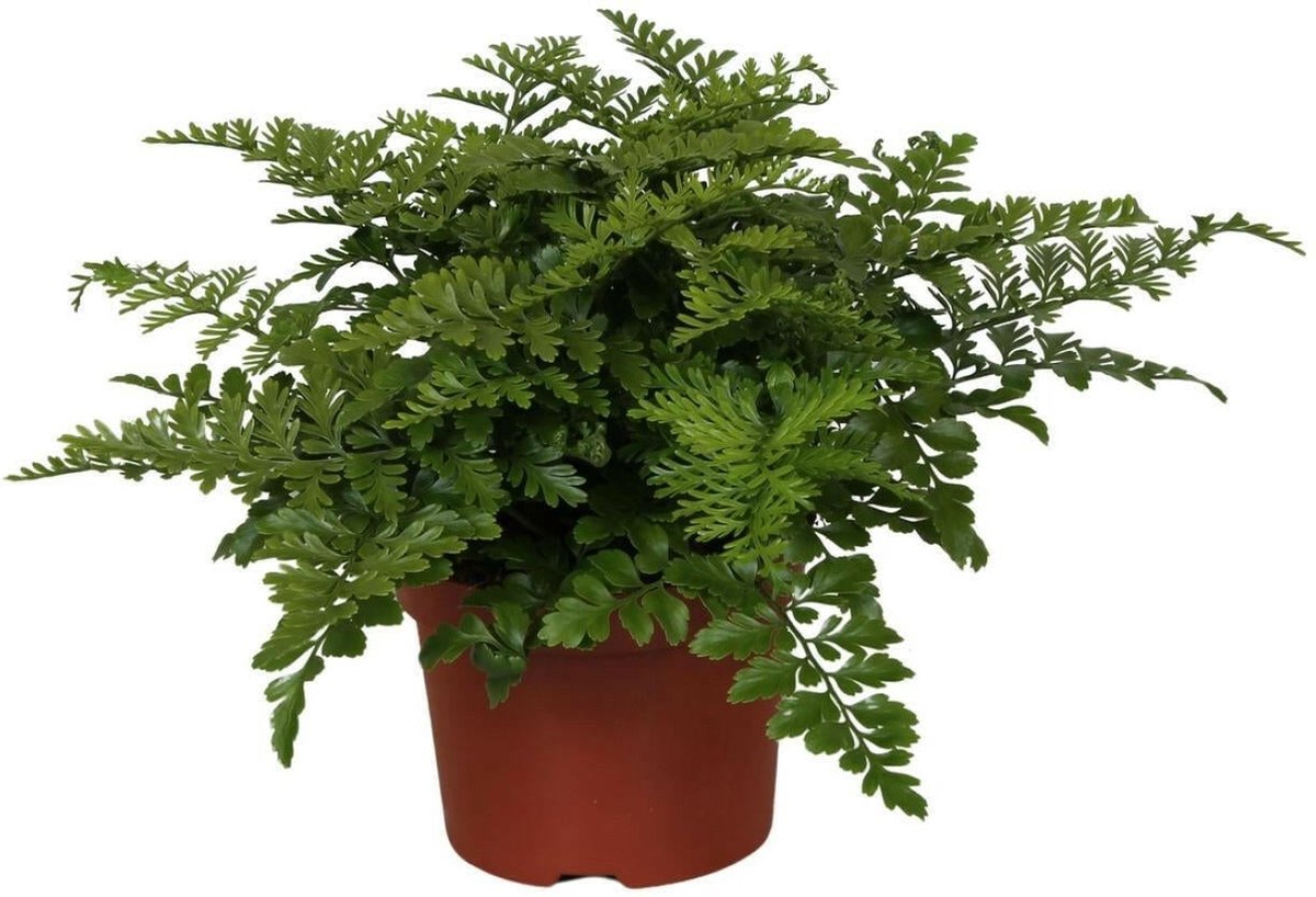 Asplenium Parvati -45cm -Ø12 Groene Kamerplant