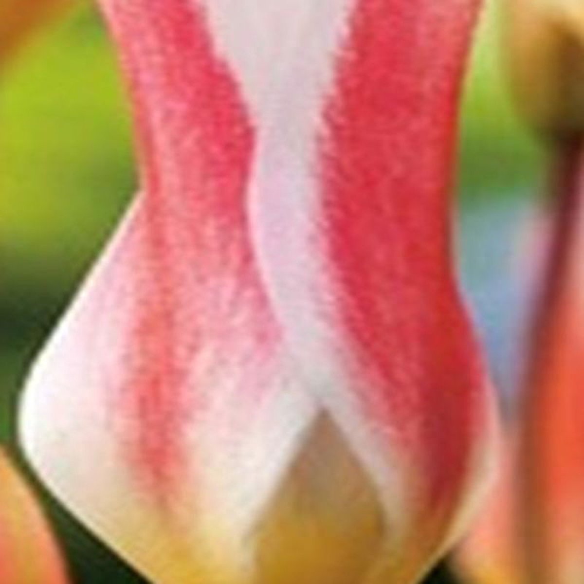 JUB - Tulipa clusiana Stellata