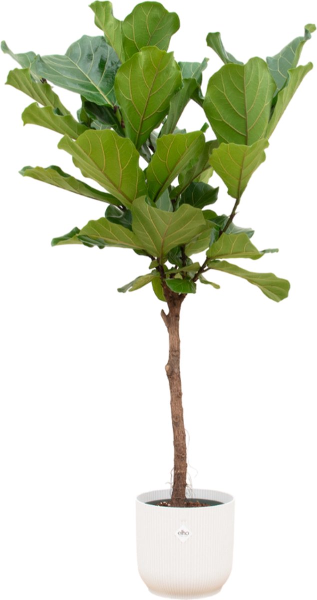 Green Harmony | Ficus Lyrata op stam inclusief elho Vibes Fold Round wit Ø30 - 170 cm