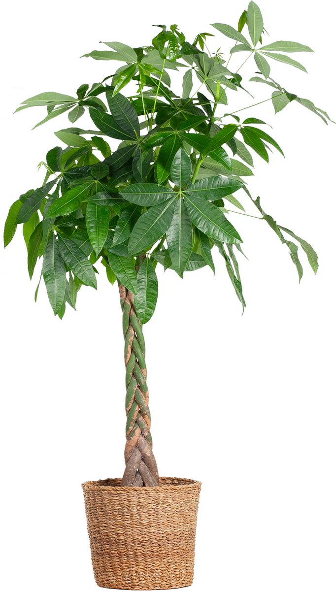 Green Harmony | Pachira Aquatica XL with basket Torun - 140cm - Ø27
