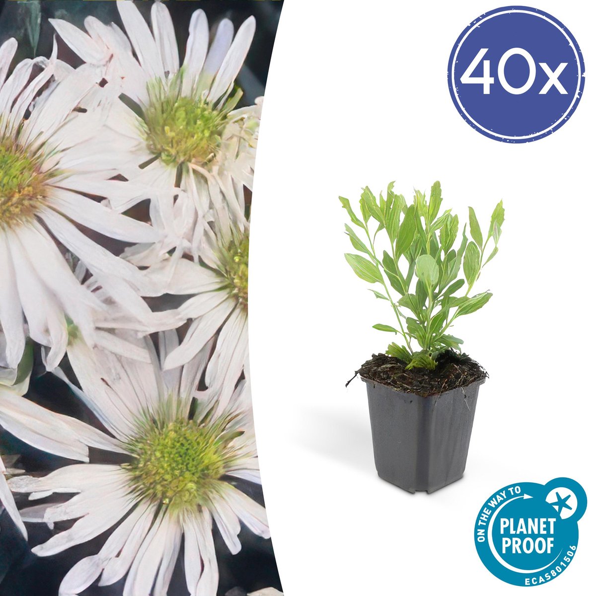 Green Harmony| Aster ageratoides 'Ashvi' - 25cm - Ø9cm