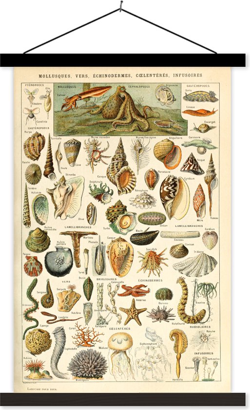Affiche scolaire - Coquillage - Animaux aquatiques marins - Mer - 60x90 cm - Lattes noires