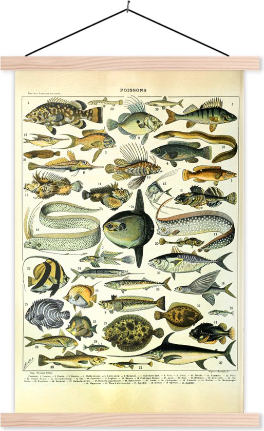 Affiche scolaire - Pêche - Animaux - Vintage - 120x180 cm - Lattes vierges