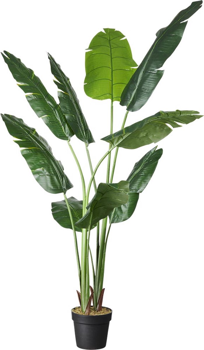 HTT Decorations Kunstplant Strelitzia H160cm - HTT Decorations kunstplanten Groen