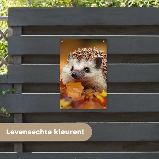 Een egel in herfstbladeren hangt aan een grijze schutting met tekst 'Levensechte kleuren!'.