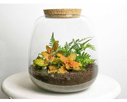 Emma Mini - DIY Planten terrarium - Ecosysteem plant - Ø 19 cm ↑ 20