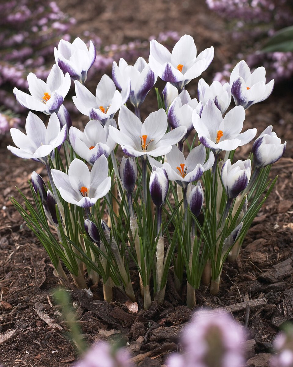 Crocus Ladykiller | 20 stuks | Krokus