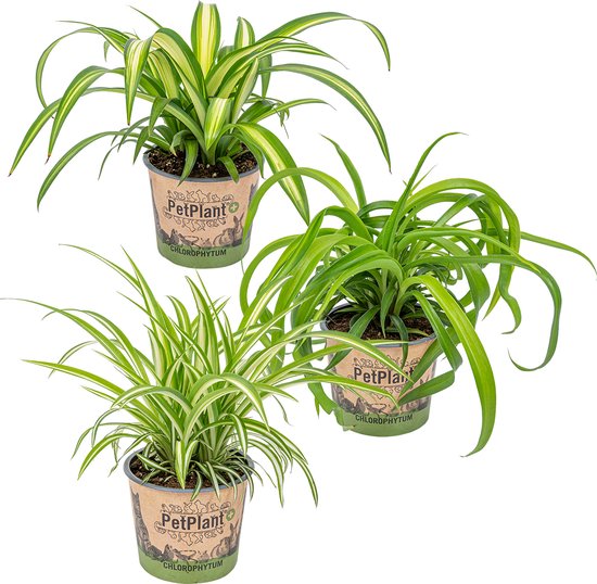 Mix 3x Graslelie | Chlorophytum Variegatum, Green Bonnie & Hawaiian - Kamerplant ⌀12 cm - ↕25 cm