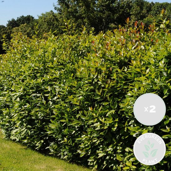Haag van groene laurierplanten met een grasveld ervoor. Twee cirkels met tekst 'x2' en 'Evergreen Plant'.
