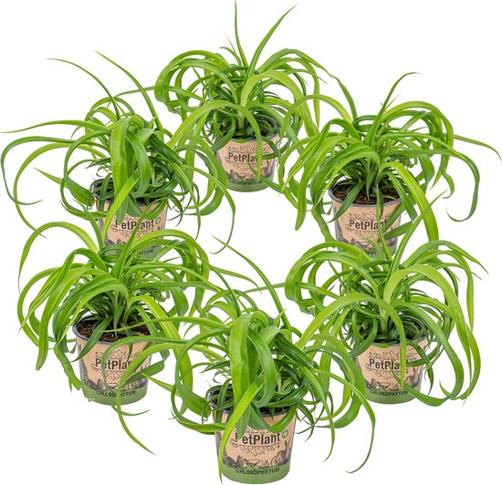 Graslelie 6 stuks | Chlorophytum 'Green Bonnie'