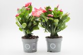 Ikhebeencactus | Kerstcactus Rood | Set van 2 Schlumbergera | Winterbloeiende kamerplant | Ø 8.5 cm | cadeautip | Grote bloeiende cactus