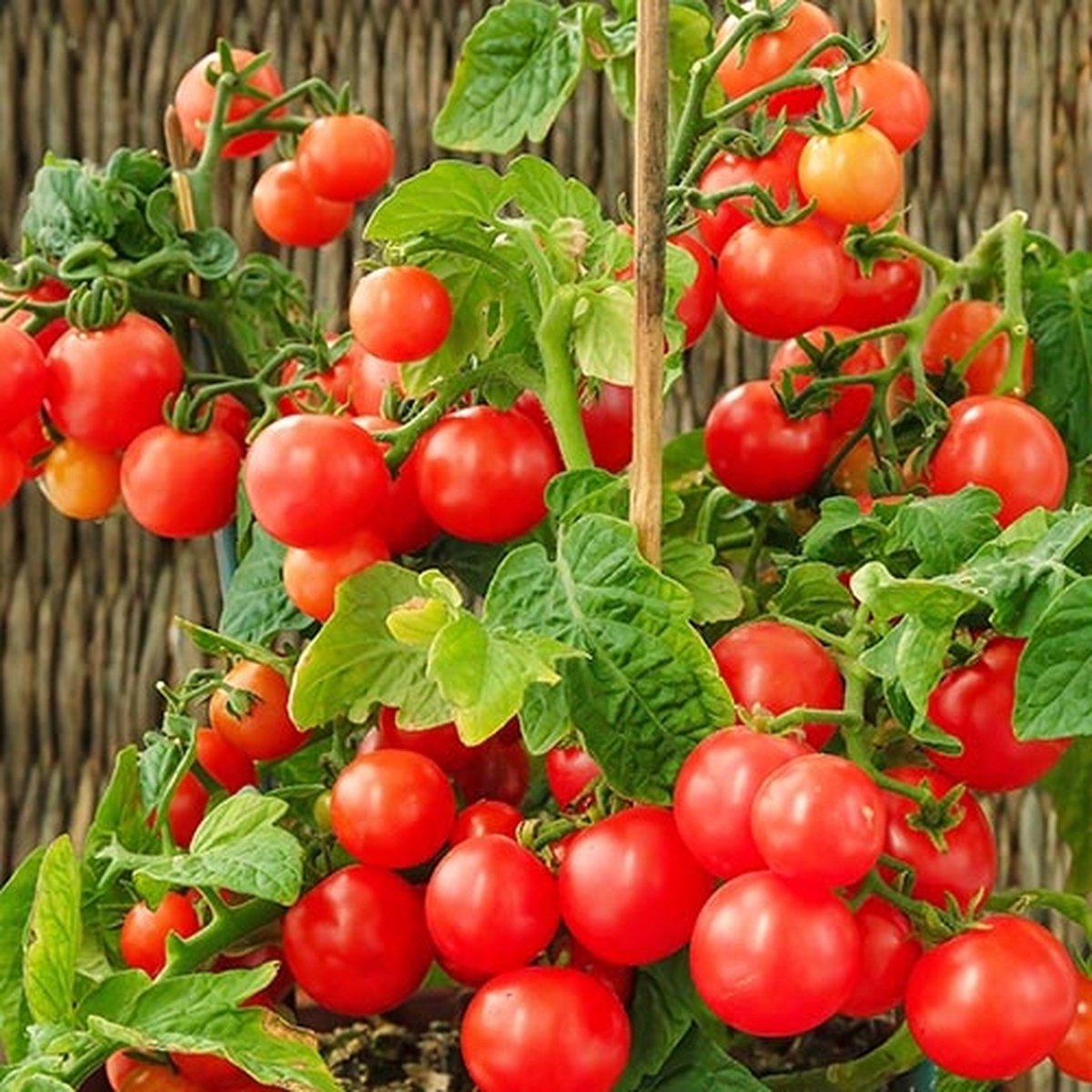 Tomaten zaden - Pottomaat Balkonzauber