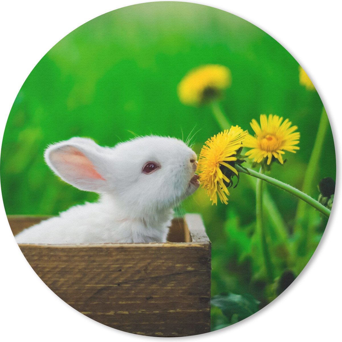 Muismat rond 40x40 cm - Mousepad Konijn - Paardenbloem - Gras - Ronde muismatten