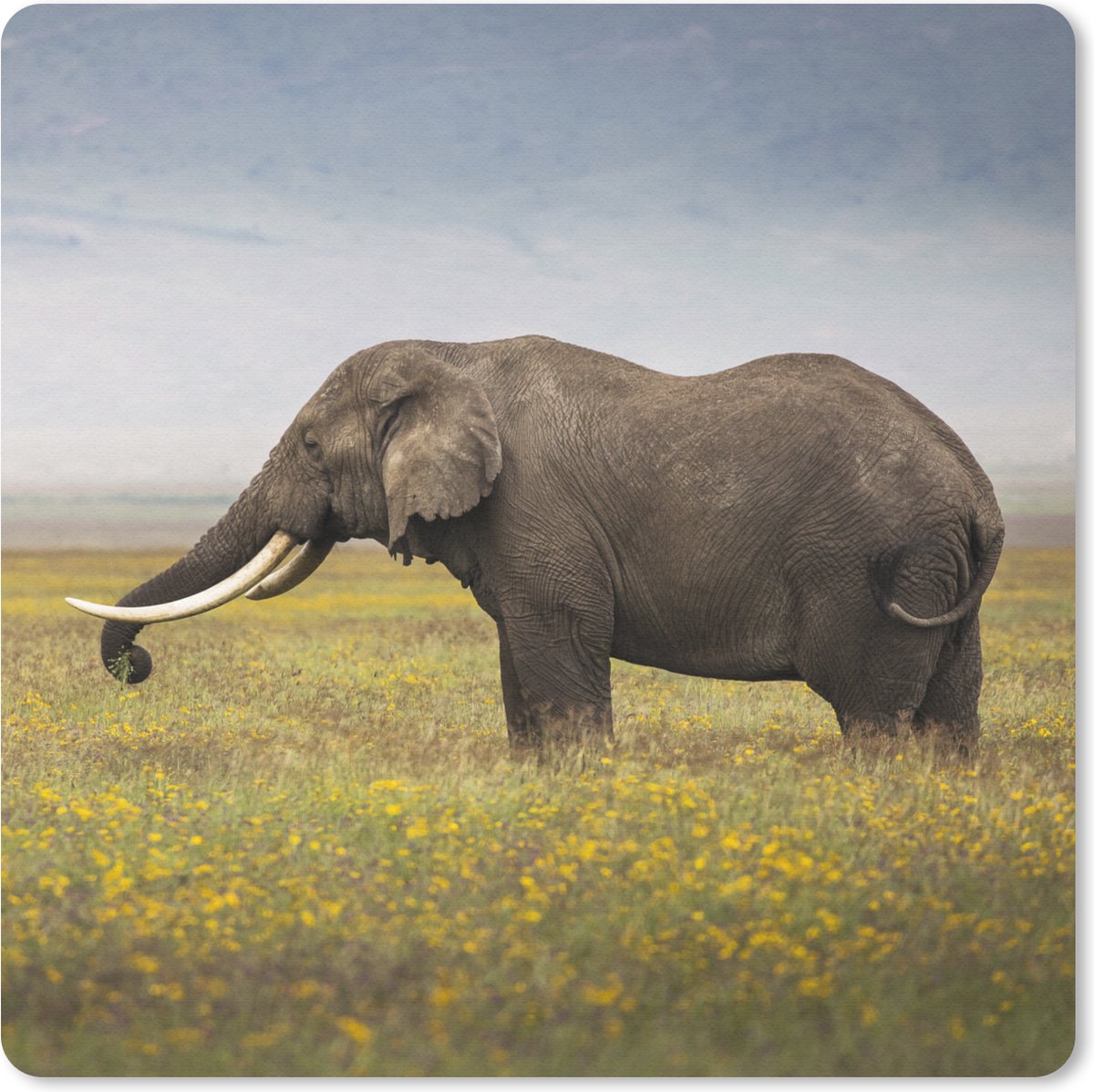 Muismat 20x20 cm - Mousepad Olifant - Dieren - Bloemen - Gras - Natuur - Muismatten