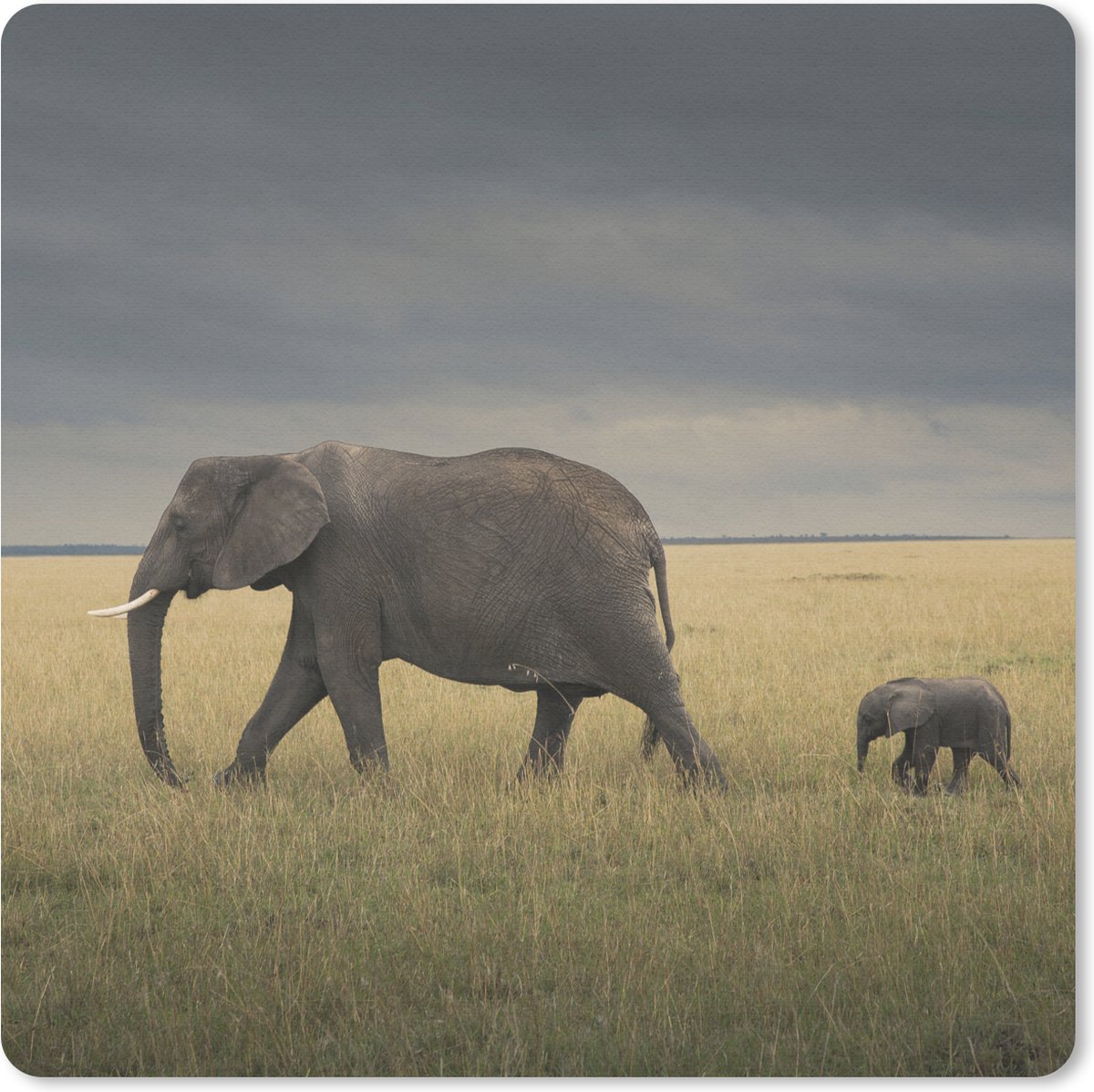 Muismat 20x20 cm - Mousepad Olifant - Savanne - Dieren - Natuur - Muismatten