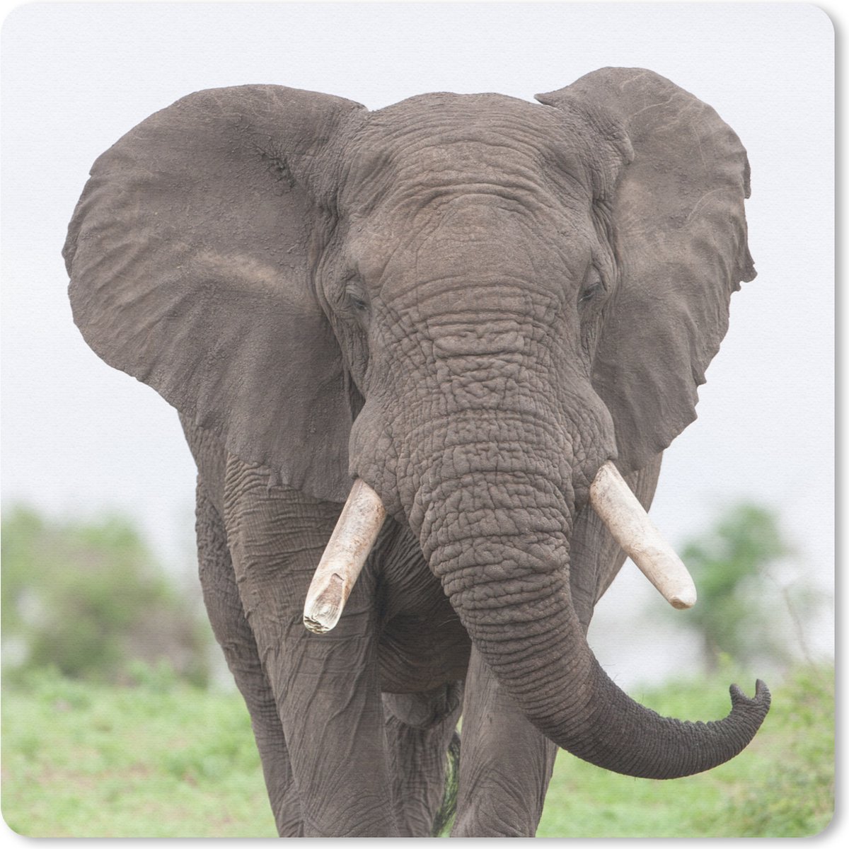 Muismat 20x20 cm - Mousepad Olifant - Dieren - Gras - Natuur - Muismatten