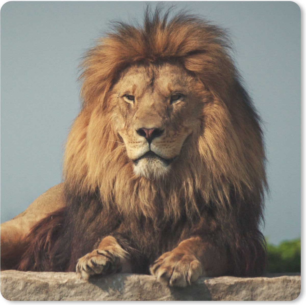 Muismat 20x20 cm - Mousepad Leeuw - Rots - Portret - Muismatten