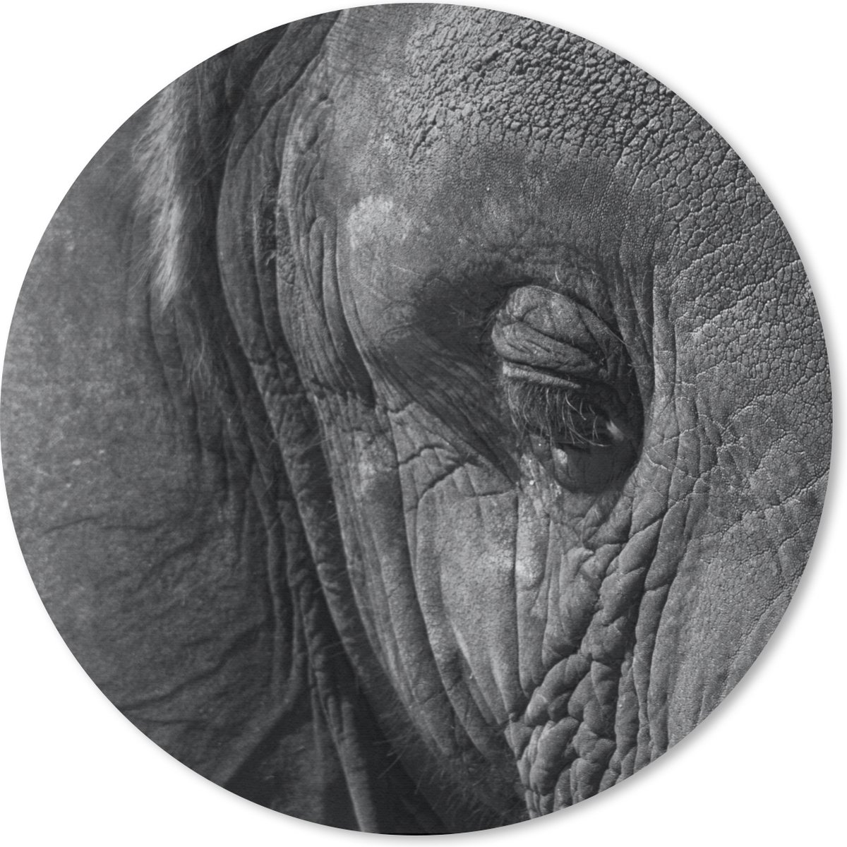 Muismat rond 30x30 cm - Mousepad Olifant - Dieren - Close up - Zwart wit - Ronde muismatten