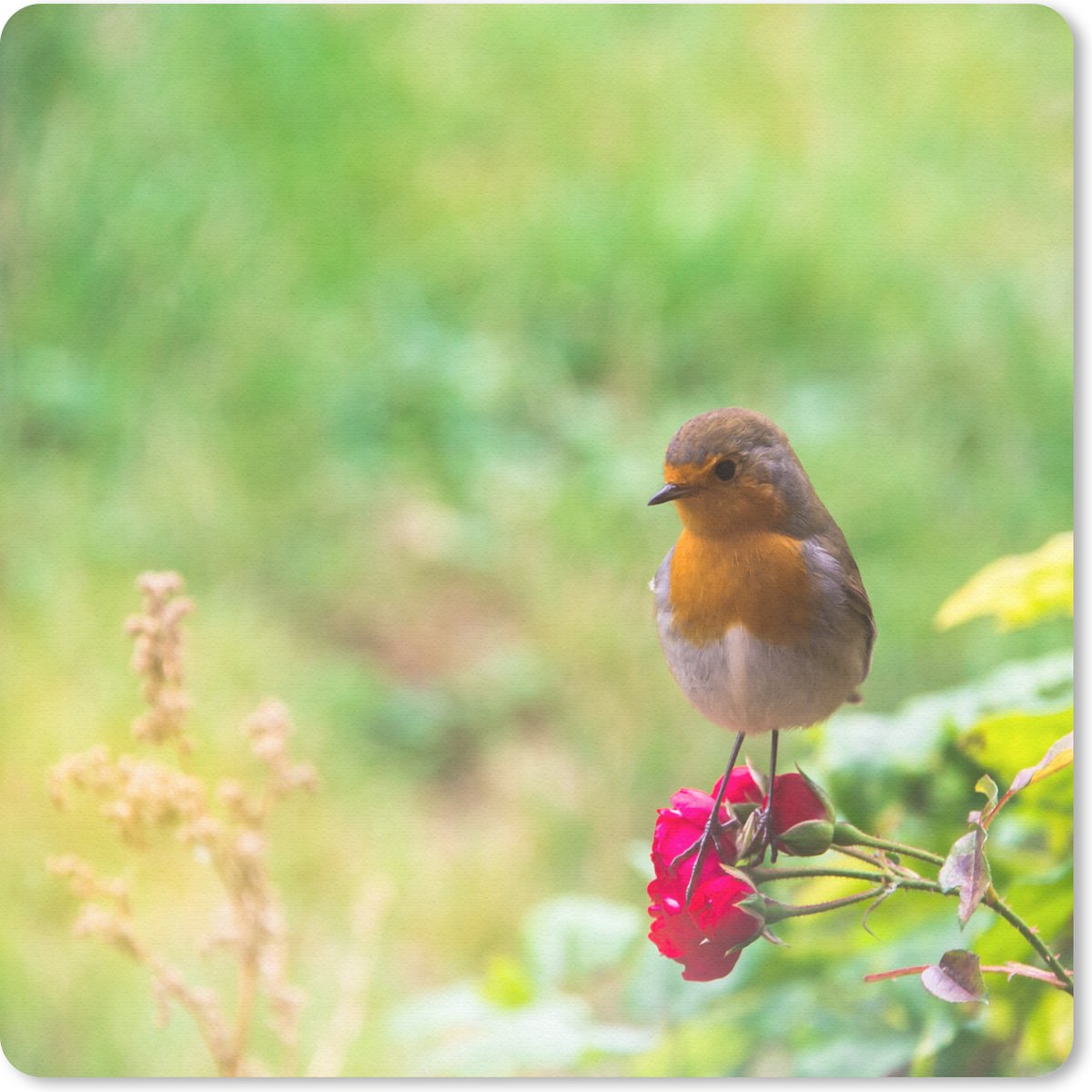 Muismat 30x30 cm - Mousepad Roodborst - Roos - Rood - Muismatten