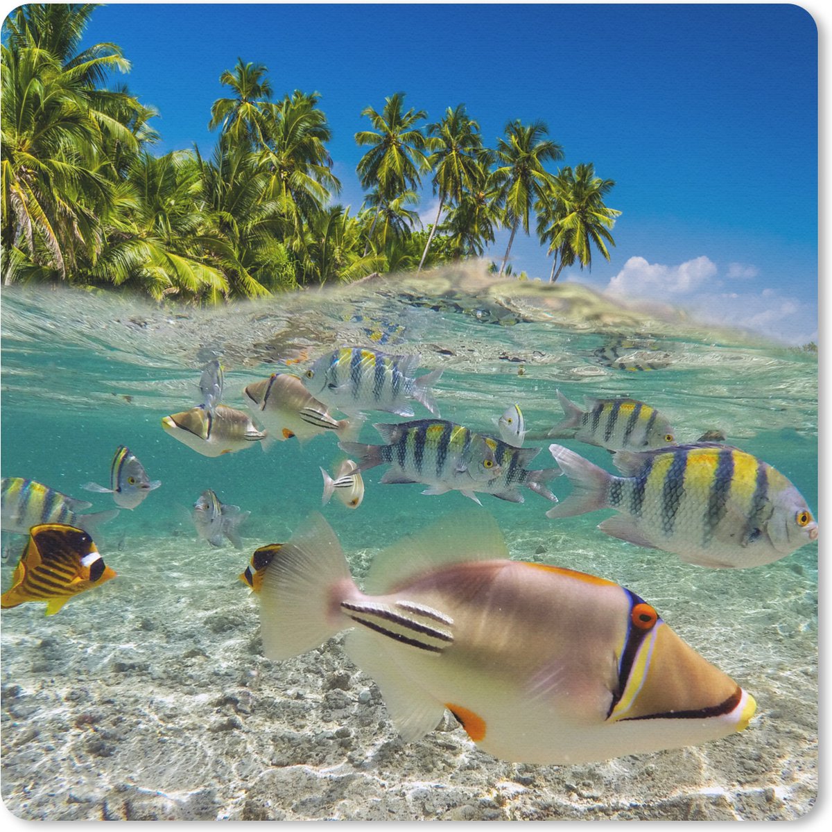 Muismat 30x30 cm - Mousepad Strand - Vissen - Tropisch - Muismatten