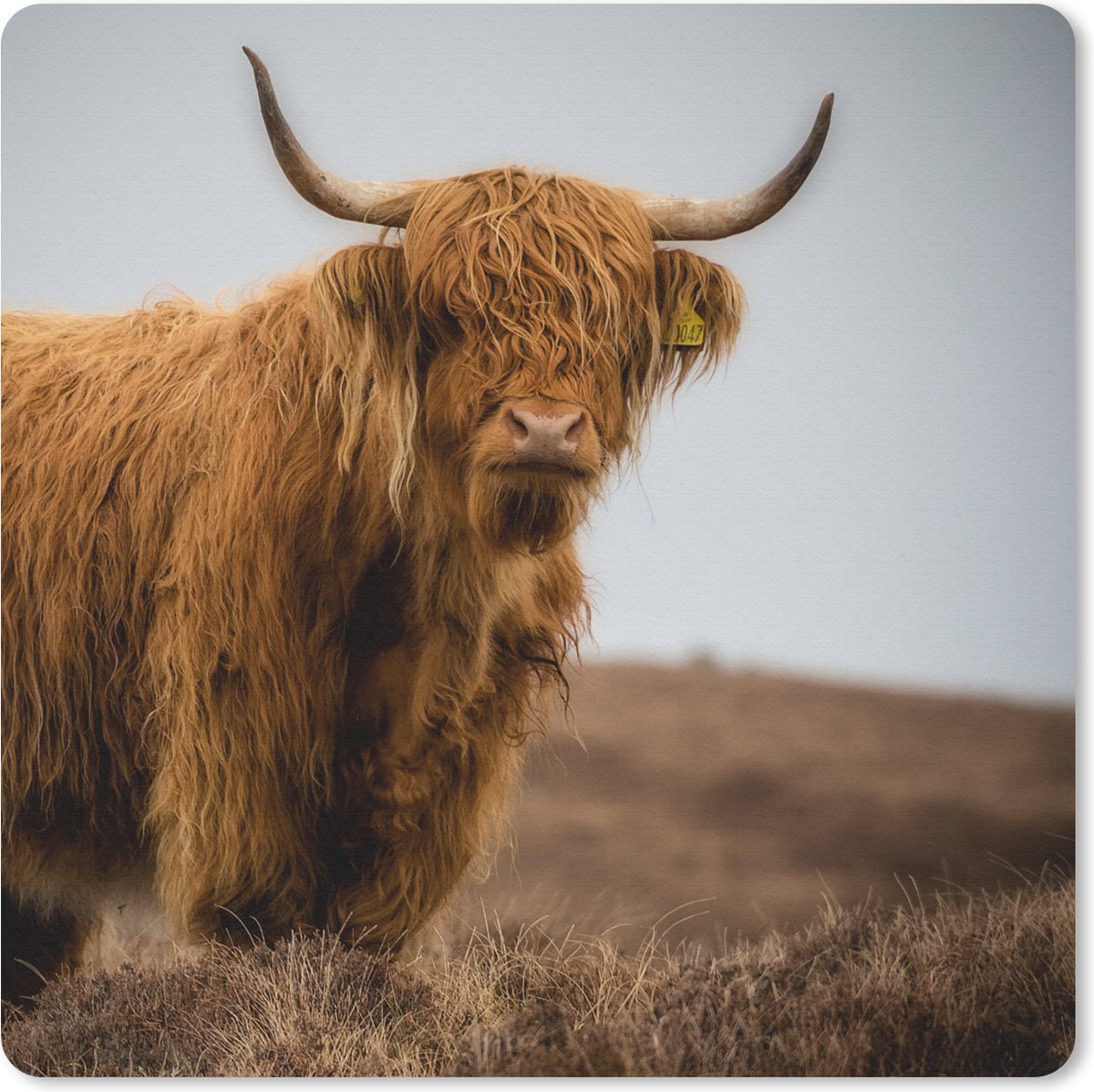 Muismat 20x20 cm - Mousepad Schotse Hooglander - Duin - Gras - Muismatten