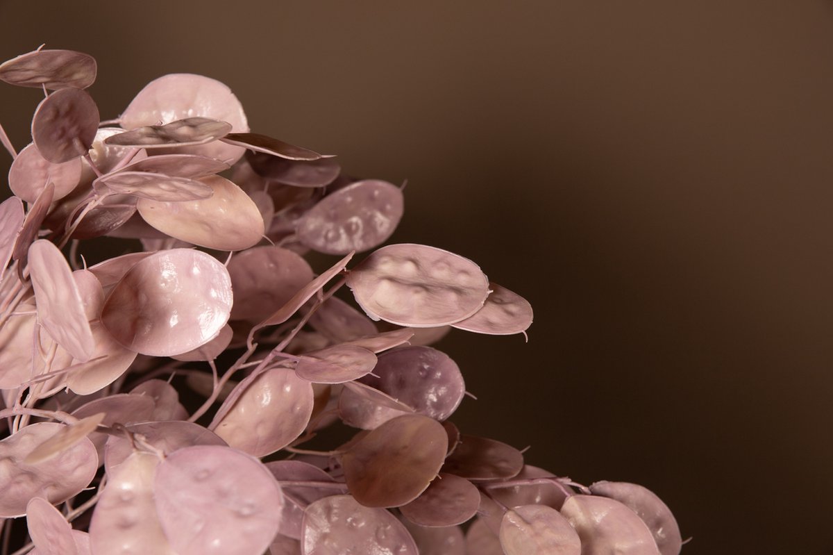 PTMD Leaves Plant Pink Money Tree Spray