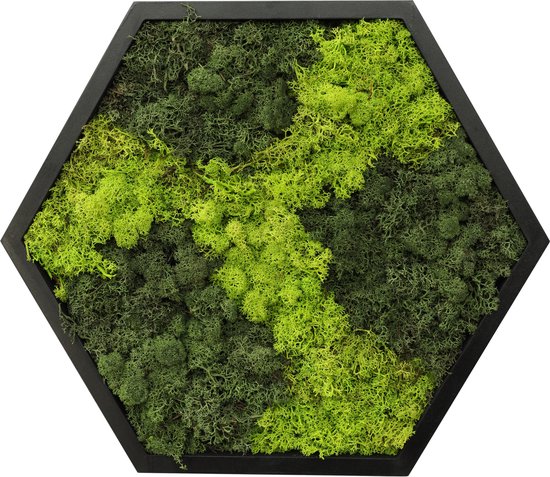 Comforder Mosschilderij - Moswand van Rendiermos - Onderhoudsvrije Wanddecoratie Hout Natuurlijk - Zeshoek 38cm