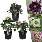 Plants by Frank | Set van 3 Kerstroos bijzondere soorten mix | 3x Helleborus Orientalis | 15 cm Ø | 25 cm | Winterharde kerstroos planten | Tuinplanten | Herfstplanten