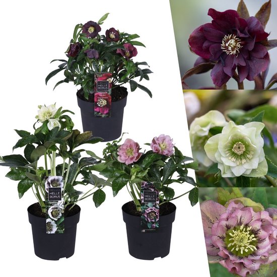 Plants by Frank | Set van 3 Kerstroos bijzondere soorten mix | 3x Helleborus Orientalis | 15 cm Ø | 25 cm | Winterharde kerstroos planten | Tuinplanten | Herfstplanten