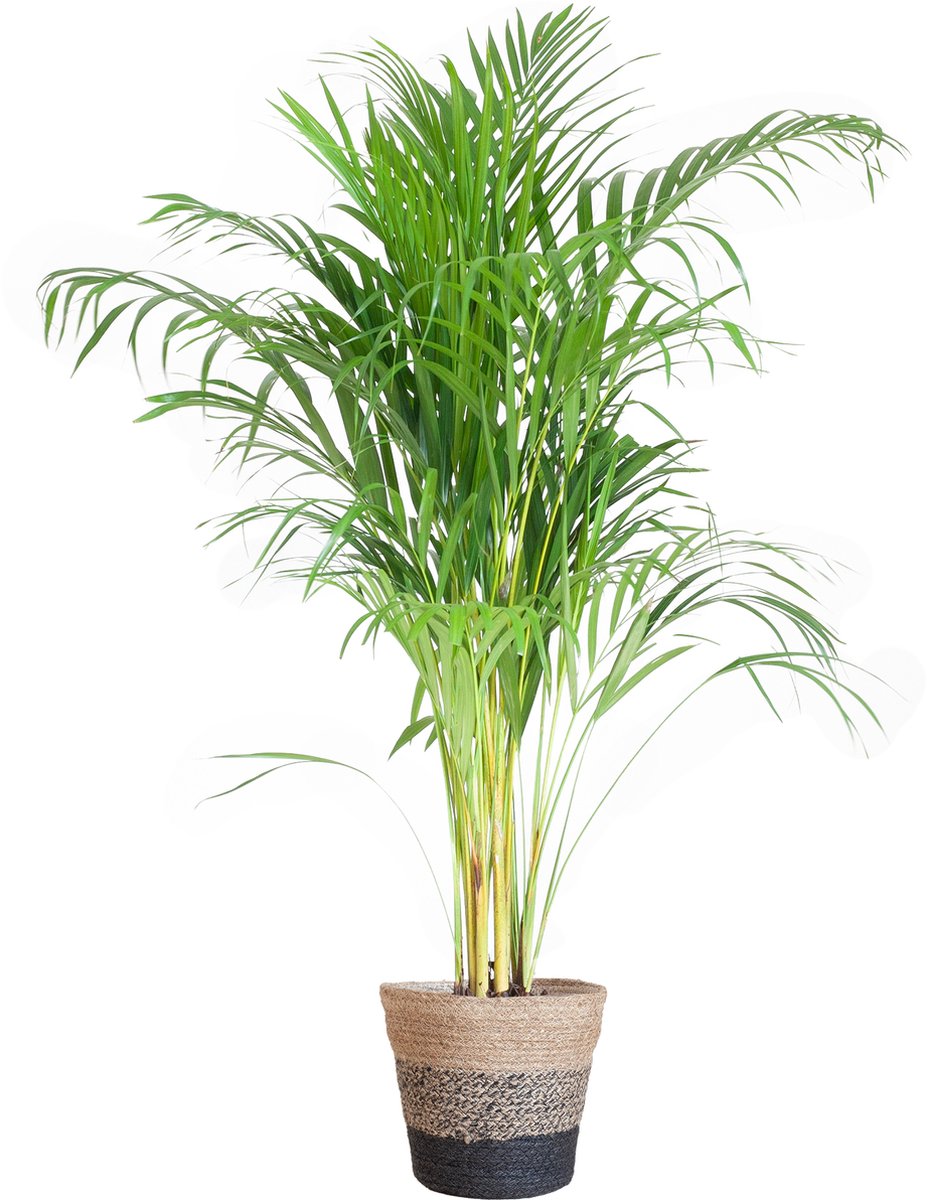 Green Harmony| Areca Palm (Dypsis) met Lissabon mand zwart - 100cm - Ø21