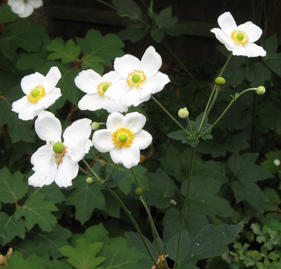 Foto: Herfstanemoon honorine jobert anemone hybrida