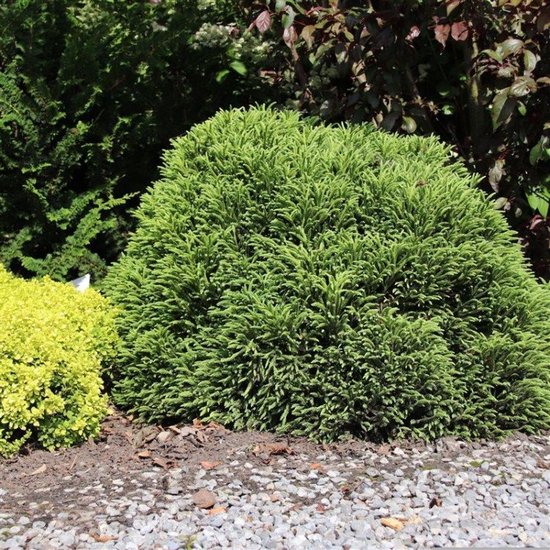 Cryptomeria japonica ‘Little Champion’ C20 Stam-180 | bol.com