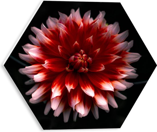 WallClassics - PVC Schuimplaat Hexagon  - Roze met Rode Bloem - 30x26.1 cm Foto op Hexagon (Met Ophangsysteem)