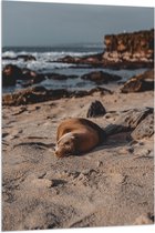 WallClassics - Drapeau - Phoque couché sur la plage - Photo 80x120 cm sur drapeau polyester