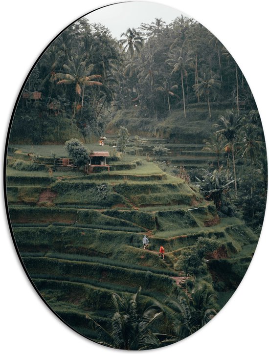 WallClassics - Dibond Ovaal - Landbouwvelden in Bali - 30x40 cm Foto op Ovaal (Met Ophangsysteem)