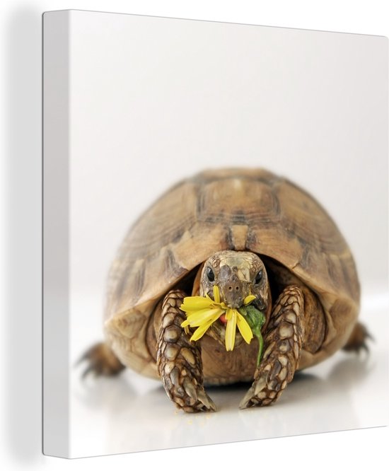 Tortue mange des fleurs devant une toile de fond blanc brillant 2cm 90x90 cm - Tirage photo sur toile (Décoration murale salon / chambre) / Animaux sauvages Peintures sur toile