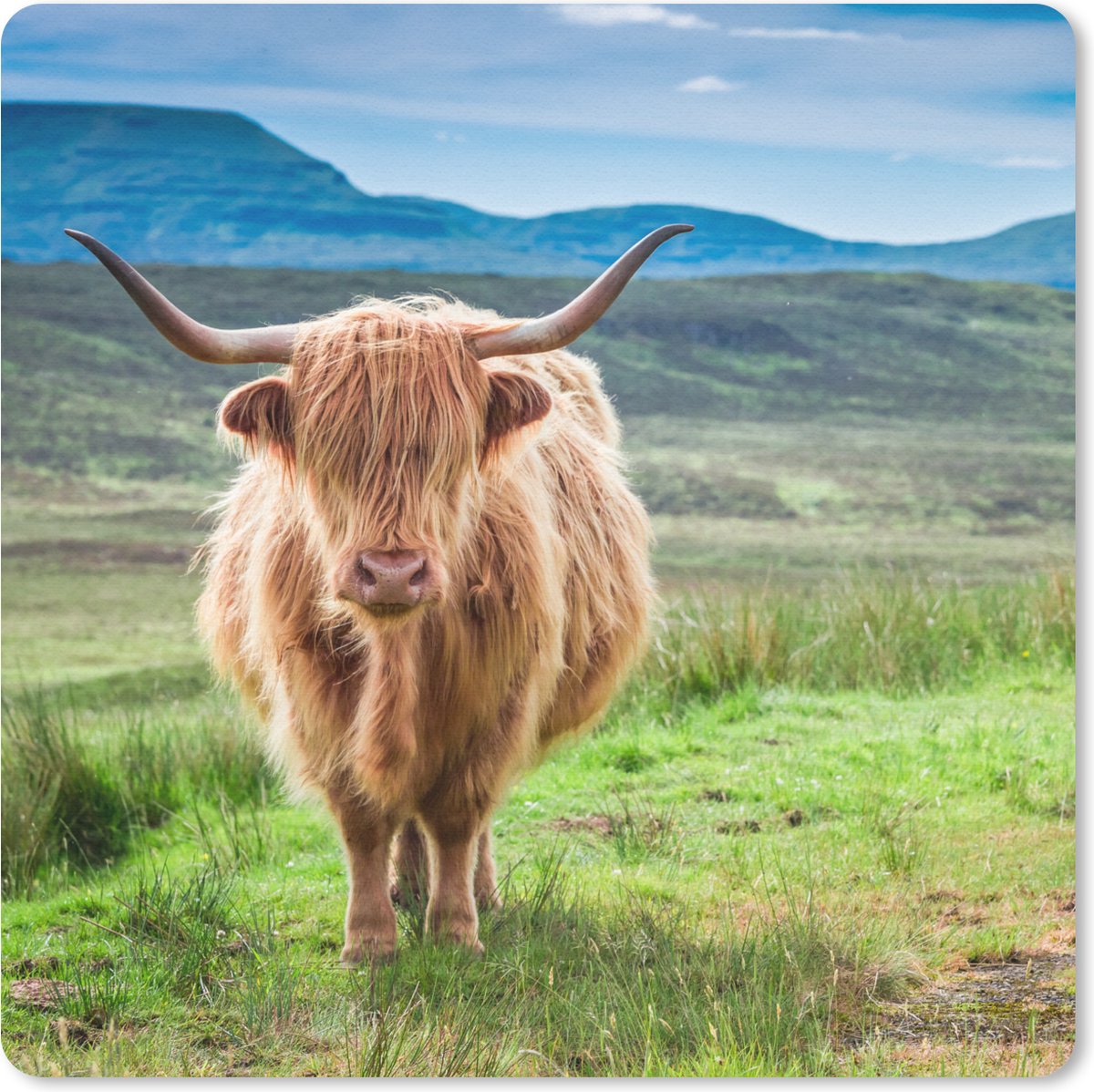 Muismat 30x30 cm - Mousepad Schotse hooglander - Koe - Natuur - Berg - Gras - Muismatten
