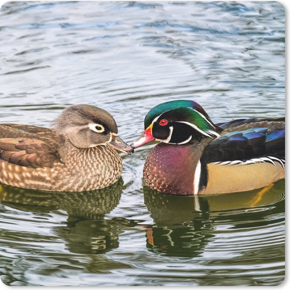 Muismat 20x20 cm - Mousepad Eend - Vogels - Water - Veren - Dieren - Muismatten
