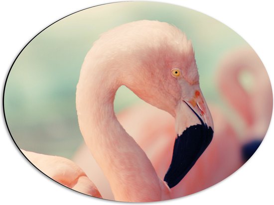 WallClassics - Dibond Ovaal - Hoofd van een Roze Flamingo - 56x42 cm Foto op Ovaal (Met Ophangsysteem)