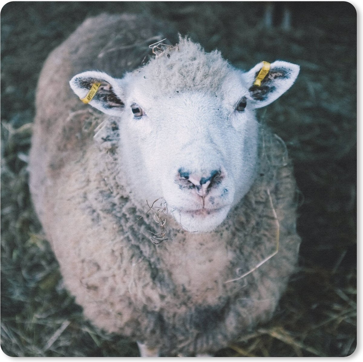 Muismat 20x20 cm - Mousepad Schaap - Dieren - Vee - Muismatten