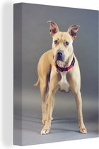 Canvas Schilderij Bulldog - Halsband - Hond - 90x120 cm - Wanddecoratie