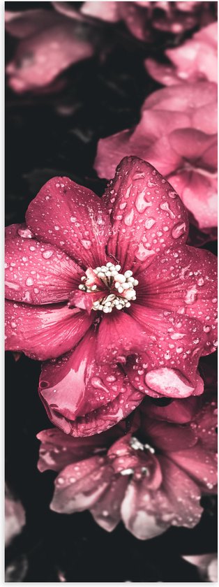 WallClassics - Poster Glanzend – Waterdruppels op Roze Bloemen - 20x60 cm Foto op Posterpapier met Glanzende Afwerking