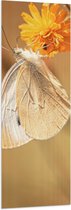 WallClassics - Vlag - Witte Vlinder op Oranje Bloem - 50x150 cm Foto op Polyester Vlag