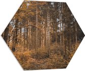 WallClassics - PVC Schuimplaat Hexagon  - Bos in de Herfst - 80x69.6 cm Foto op Hexagon (Met Ophangsysteem)