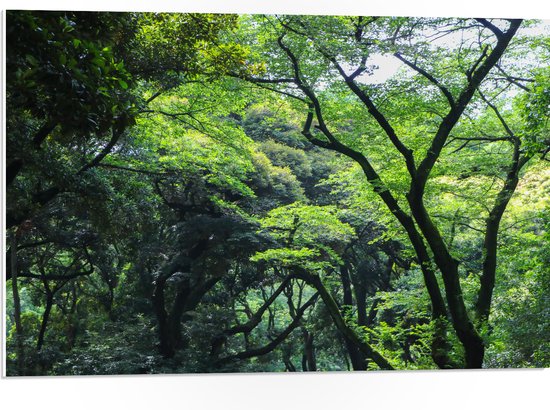 WallClassics - Panneau en mousse PVC - Différents Arbres dans la forêt - Photo 75x50 cm sur panneau en mousse PVC (avec système d'accrochage)