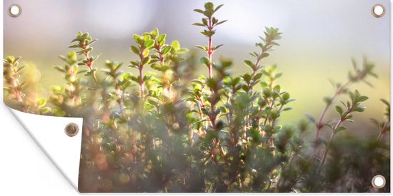 Schuttingposter Winters zonlicht verlicht de tijm planten in de natuur - 200x100 cm - Tuindoek