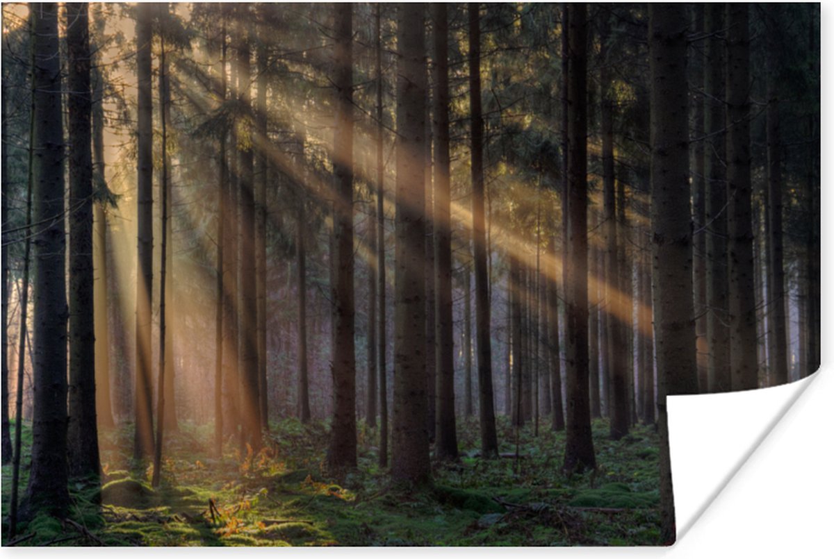 Poster Bomen - Bos - Zon - Planten - 30x20 cm